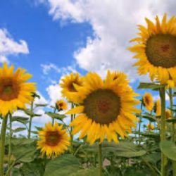 girasoli