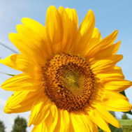 girasoli3